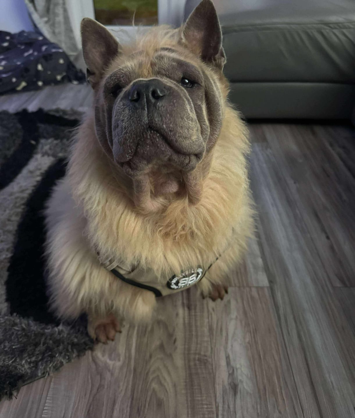 Customer photo review of Comfort Premium Harness | Non Restrictive - Tan