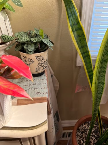 Customer photo review of Ctenanthe burle-marxii