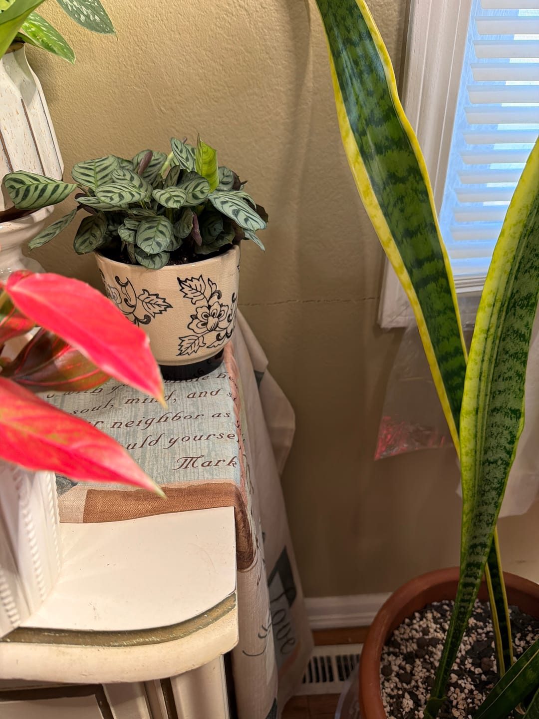 Customer photo review of Ctenanthe burle-marxii