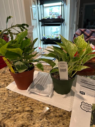 Customer photo review of Winter Protection Insurance