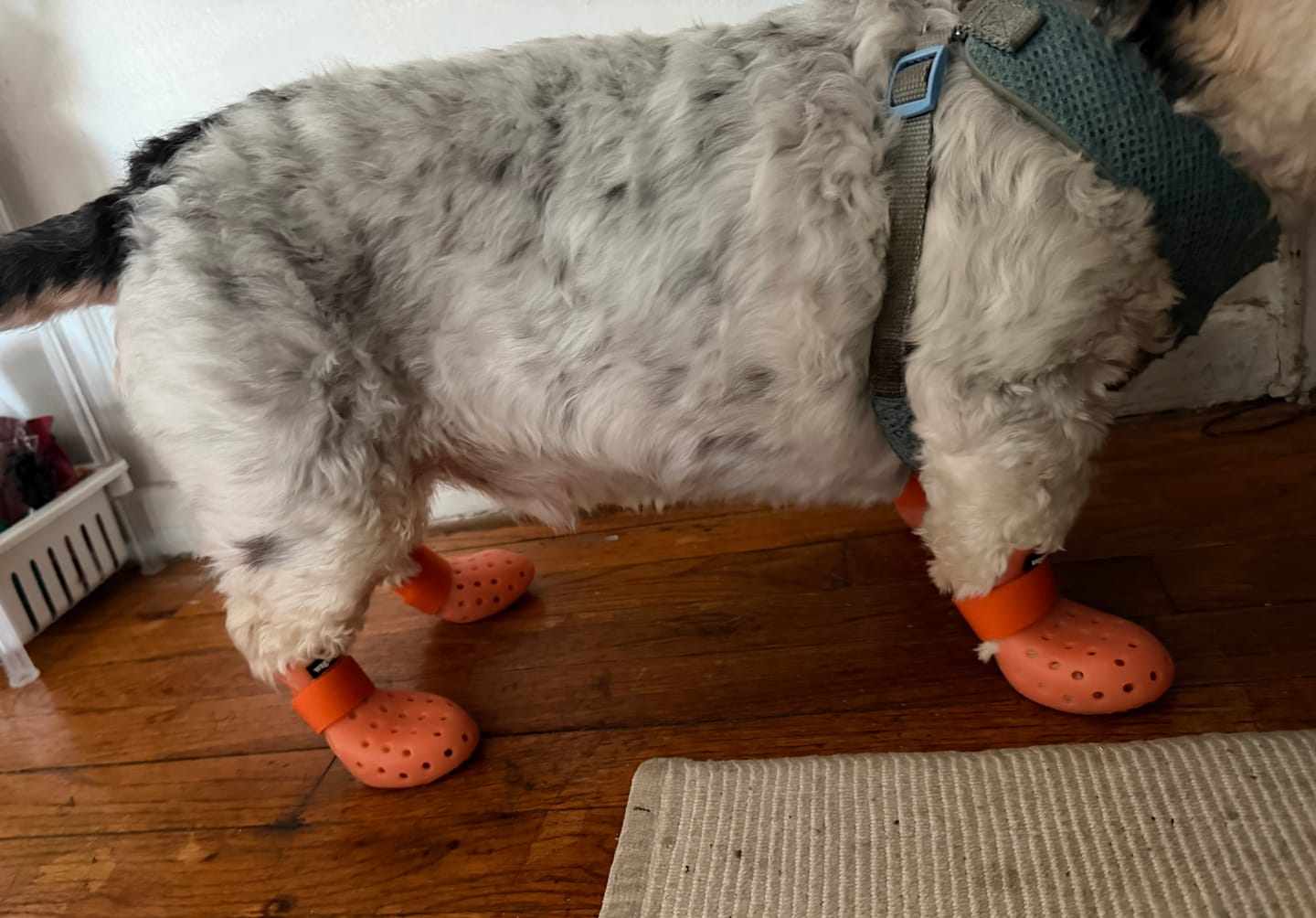 Customer photo review of WagWellies® Mojave Neon Orange