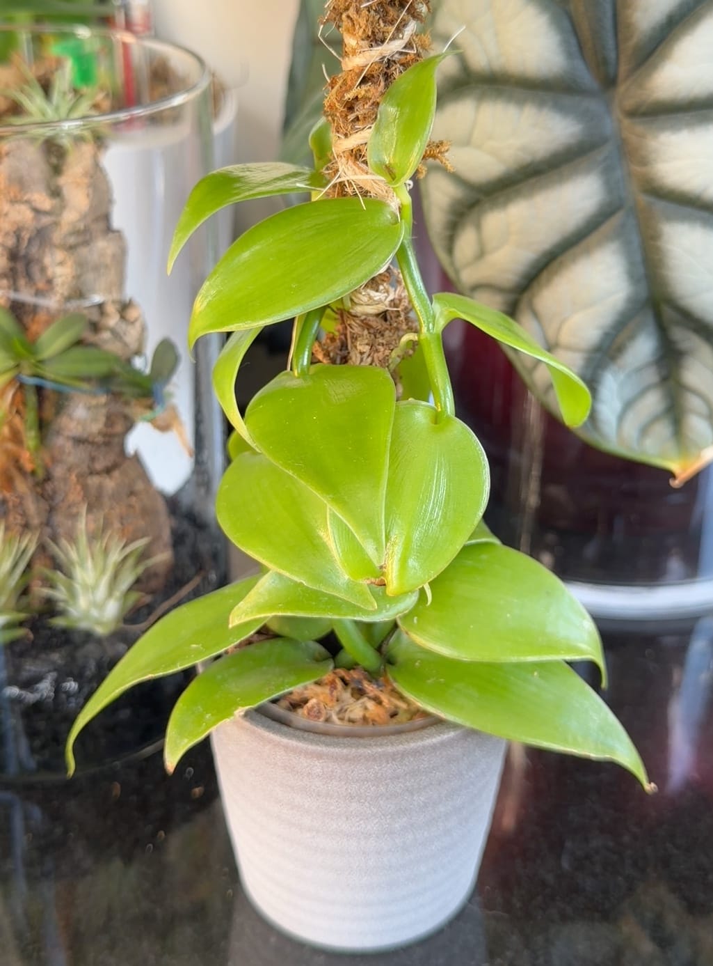 Customer photo review of The Bendable Moss Pole™ 𝘛𝘏𝘐𝘕