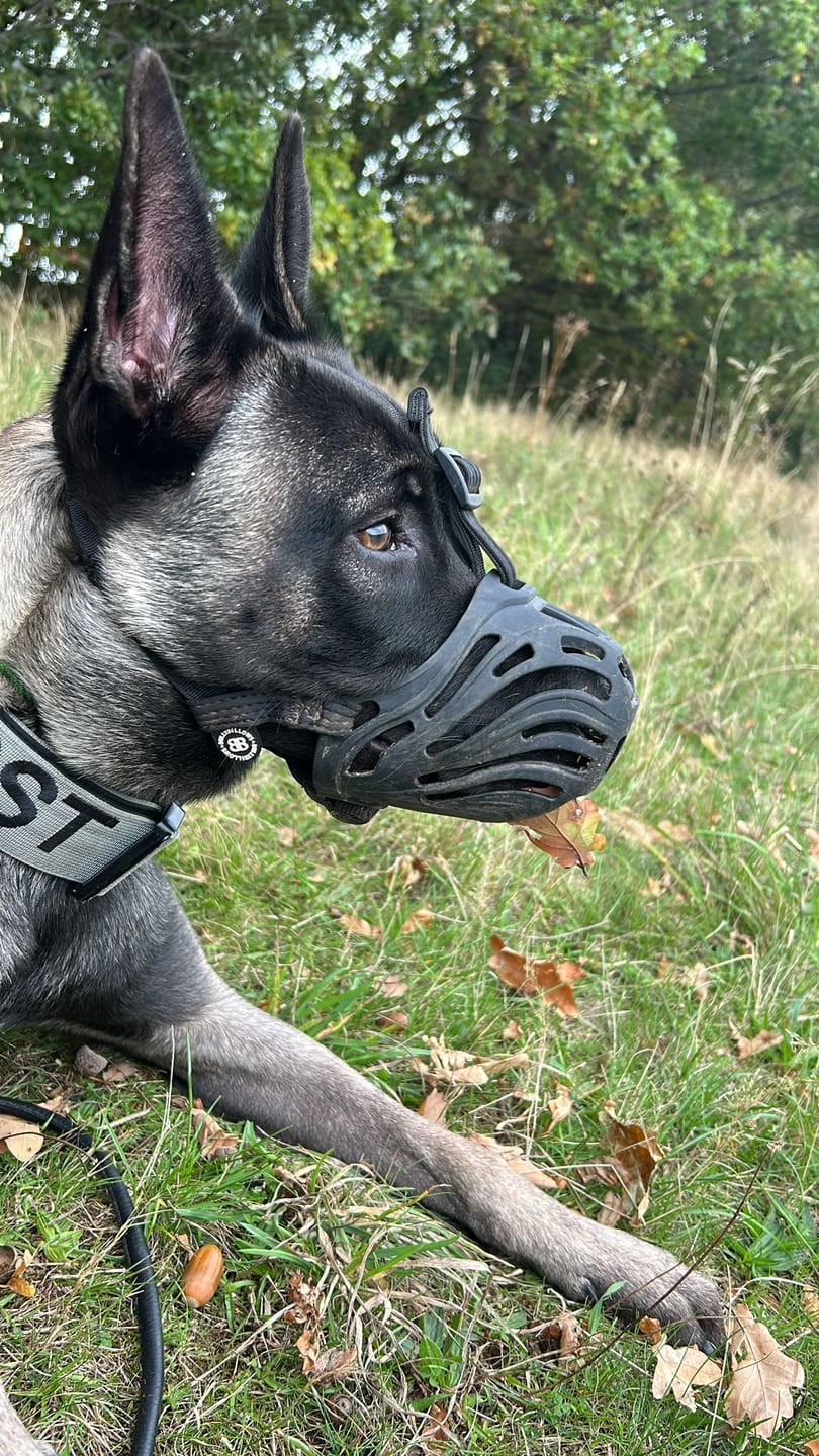 Customer photo review of Muzzle | Flexi & Legal Requirement - S-XL Breeds - Black