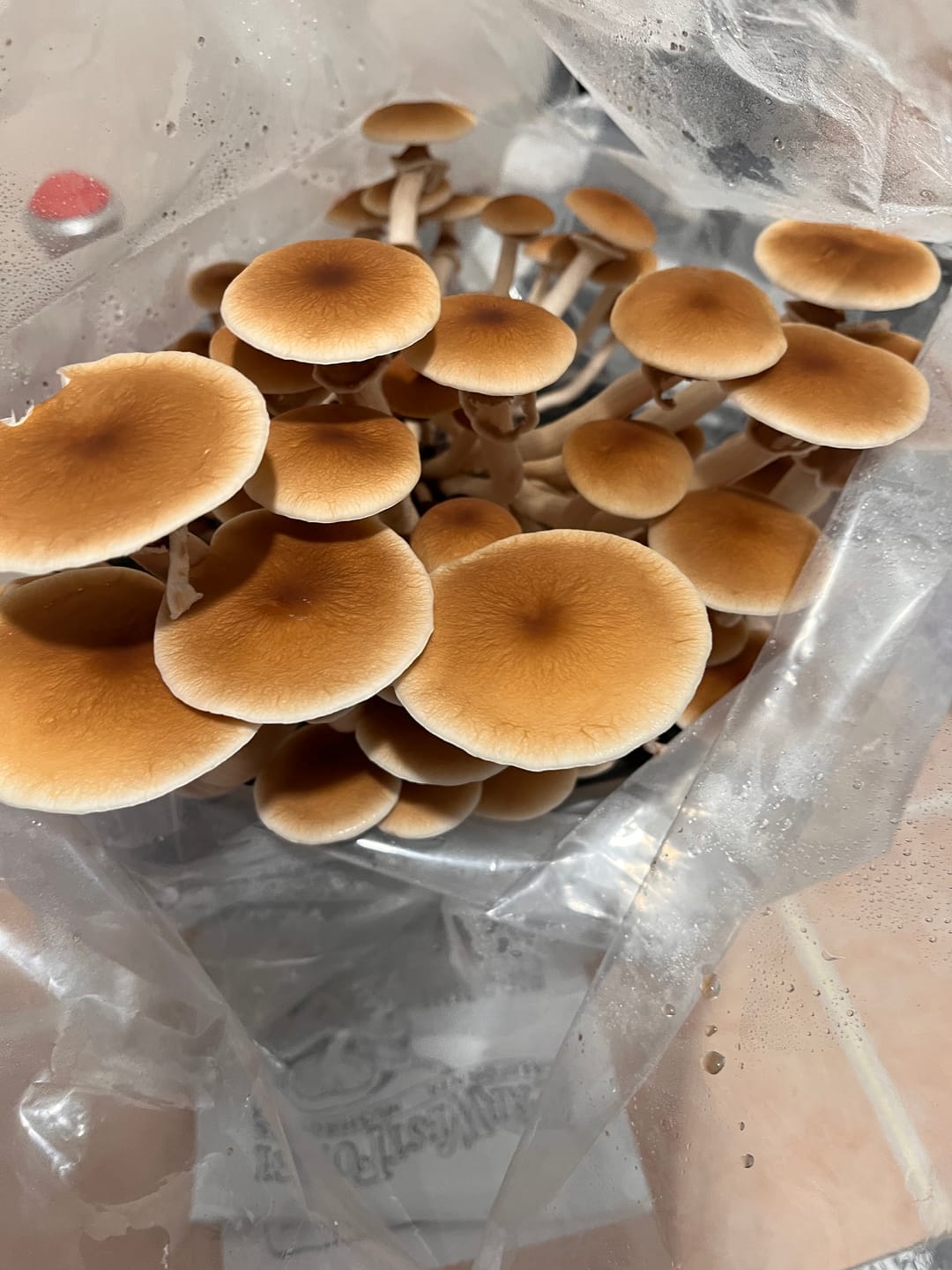 Customer photo review of Pioppini Mushroom Mini-Farm Grow Kit