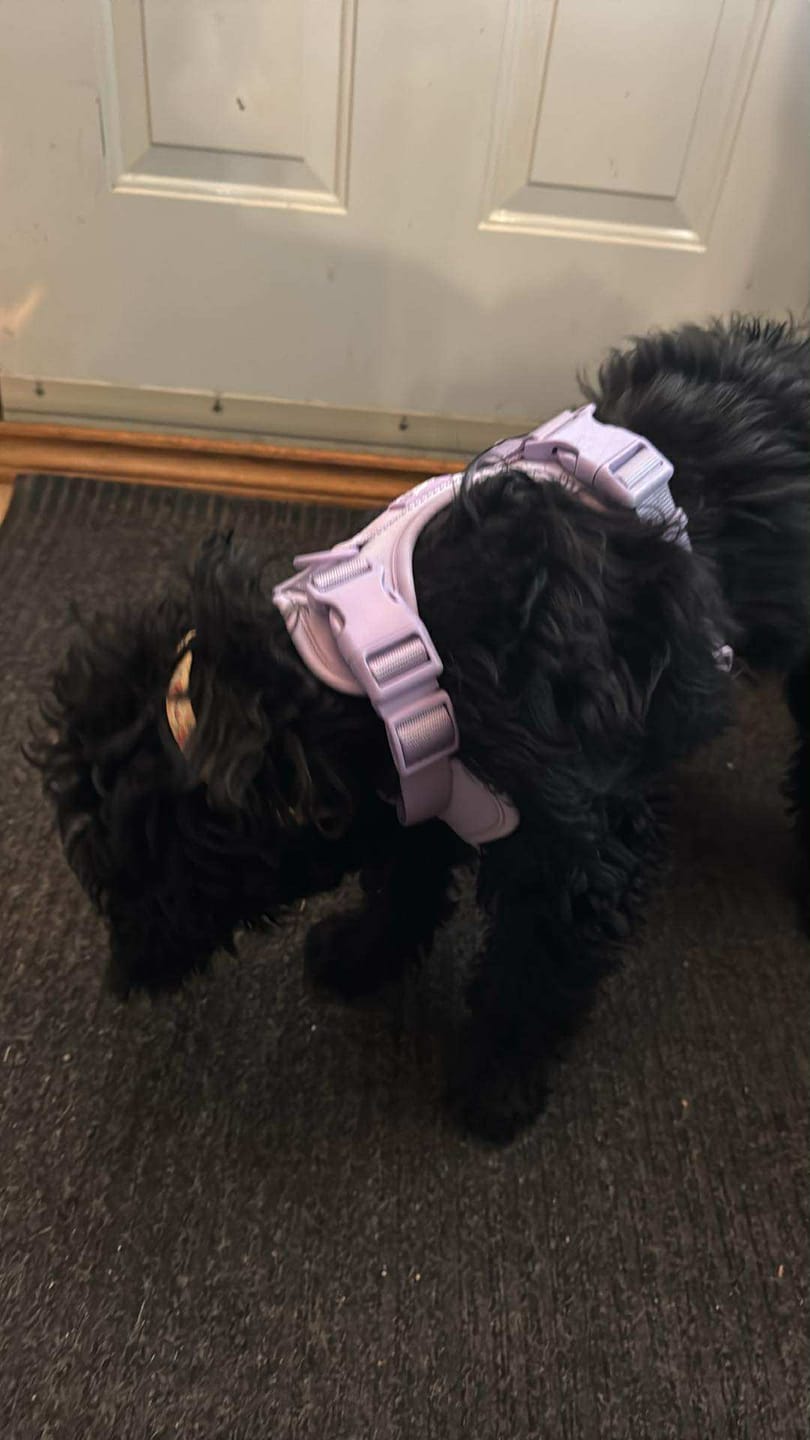 Customer photo review of Solace Adjustable Dog Harness