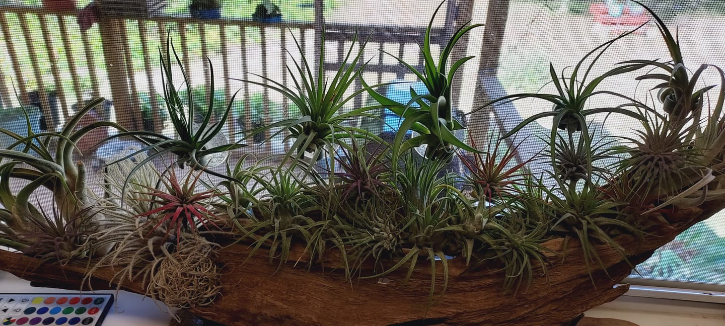 Customer photo review of Ionantha Lavender