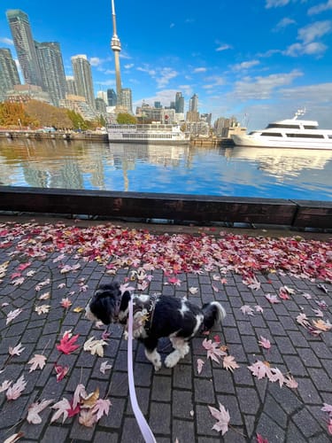 Customer photo review of Lilac - Classic Biothane Dog Leash