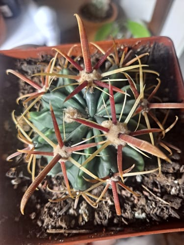 Customer photo review of Ferocactus Latispinus | Devil’s Tongue Cactus