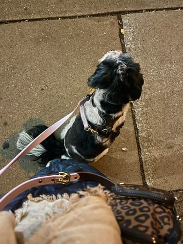 Customer photo review of Lilac - Classic Biothane Dog Leash