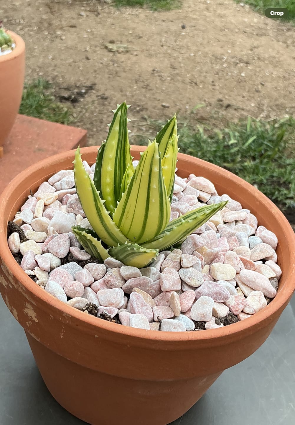 Customer photo review of Aloe mitriformis variegated