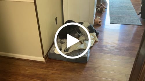 Customer video review of Smoked Collagen Sticks 6"