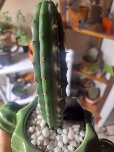 Customer photo review of Trichocereus Bridgesii | Bolivian Torch Cactus