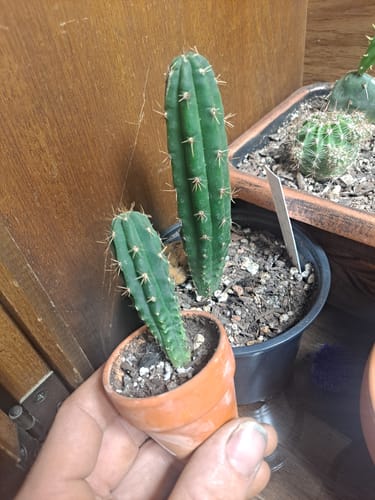 Customer photo review of Trichocereus Peruvianus | Peruvian Torch Cactus