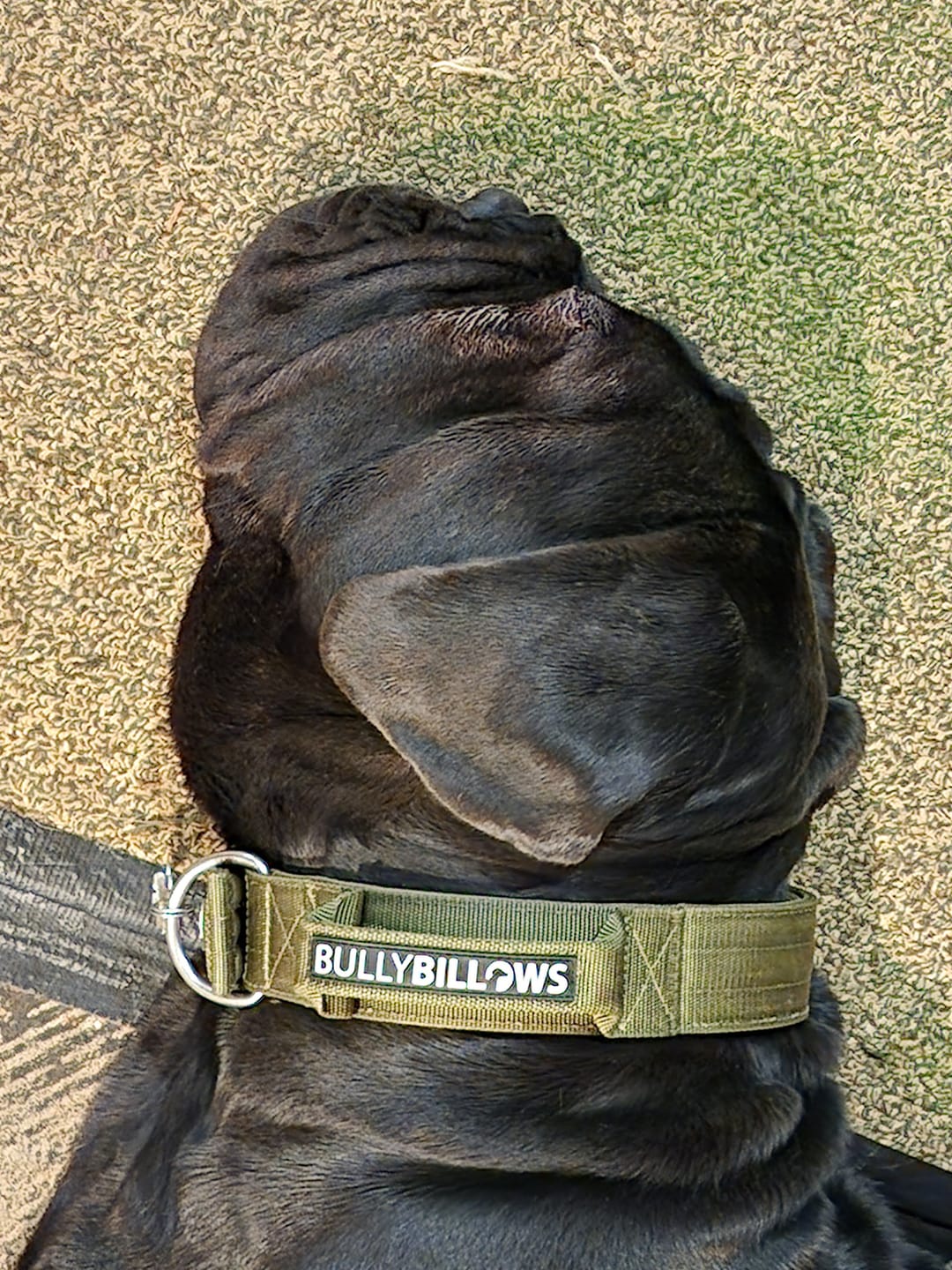 Customer photo review of 5cm Pin Buckle Collar | With Handle - Khaki