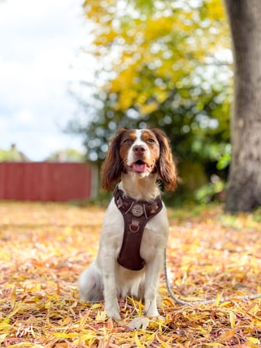 Customer photo review of Tough Trails™ Harness - Walkies Ready® Chocolate Brown