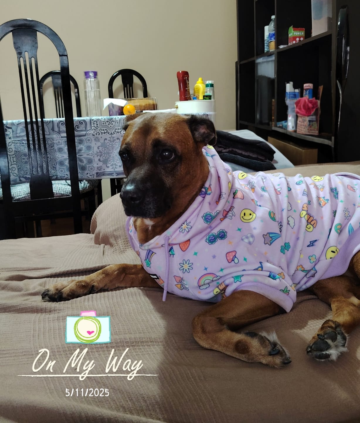 Customer photo review of Good Vibes Dog Hoodie - Purple