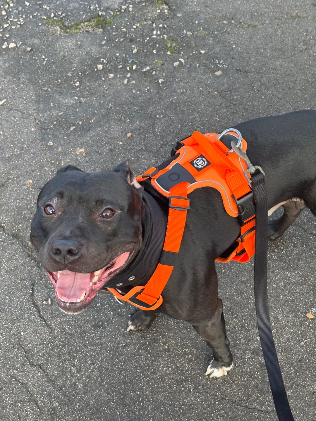 Customer photo review of 4cm Pin Buckle Collar | NO Handle - Black