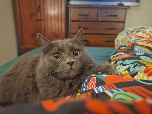 Customer photo review of 3 Month Supply - 3 Cat