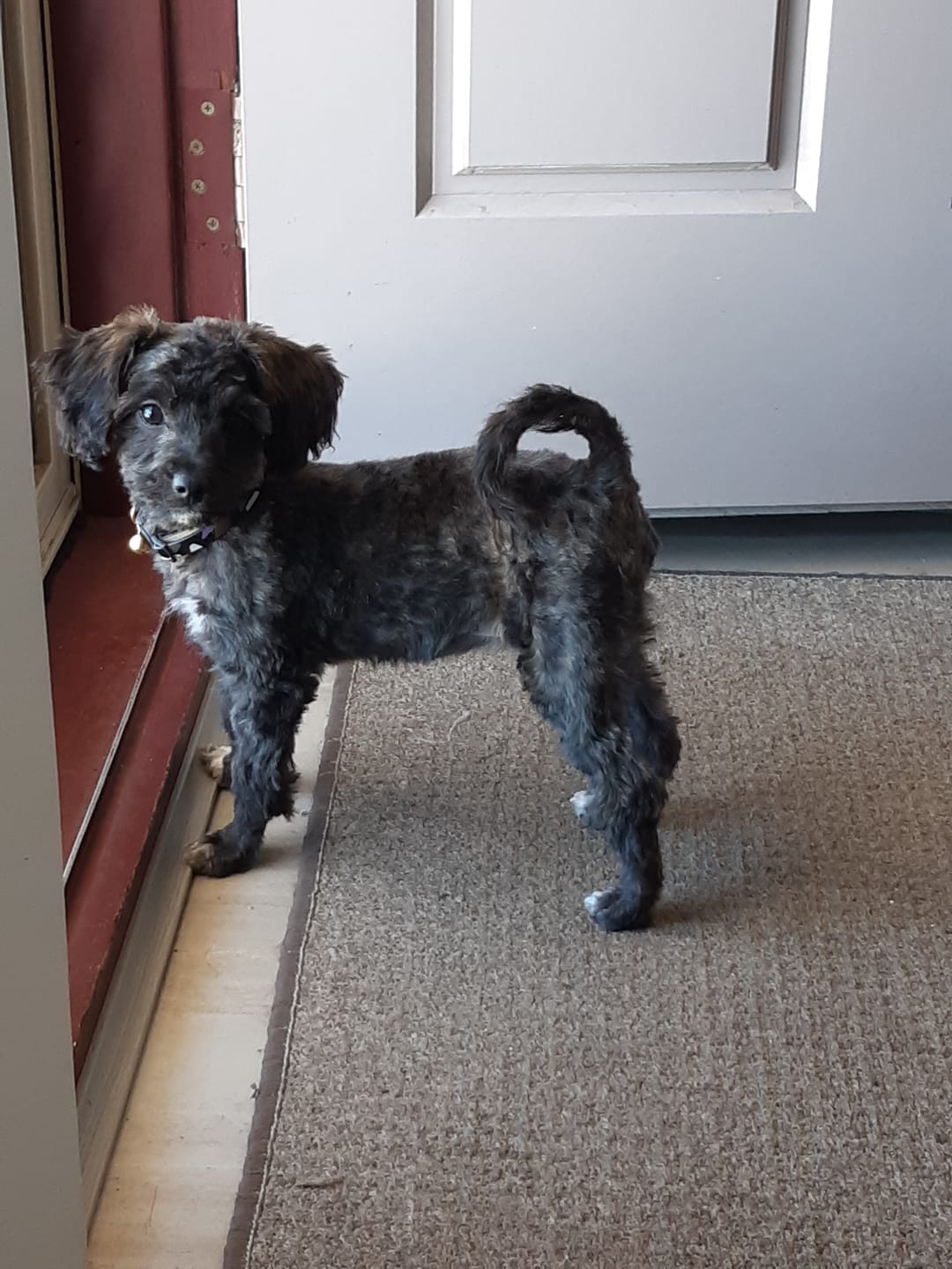 Customer photo review of GroomMate Pet Grooming Kit