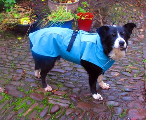 Customer photo review of Vimy & DryDogs Lightweight Waterproof Raincoat with Harness Hole Zip