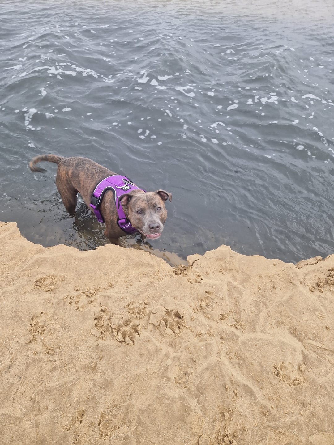Customer photo review of Comfort Premium Harness | Non Restrictive - Purple