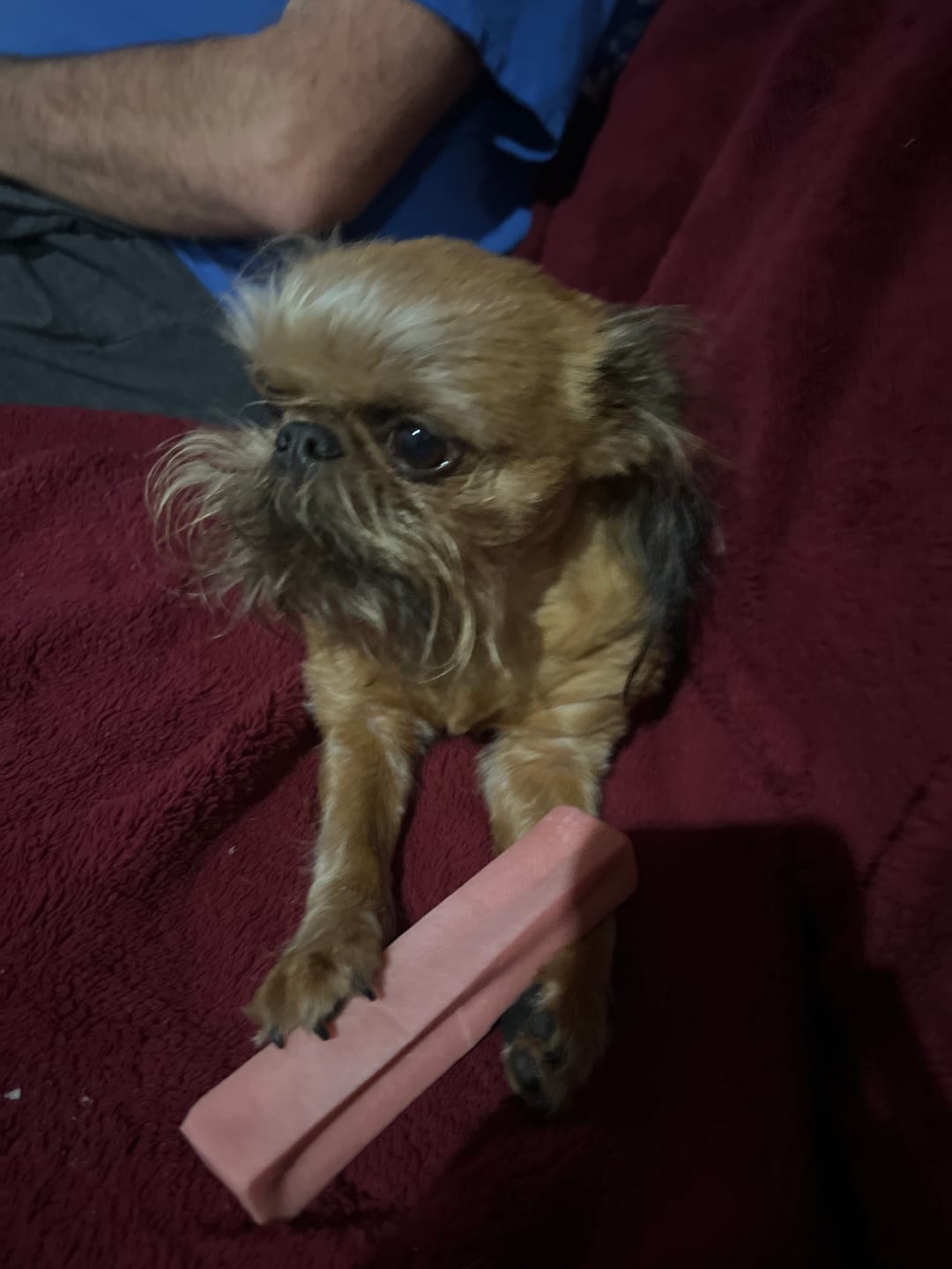 Customer photo review of Himalayan Yak Chew (SMALL)