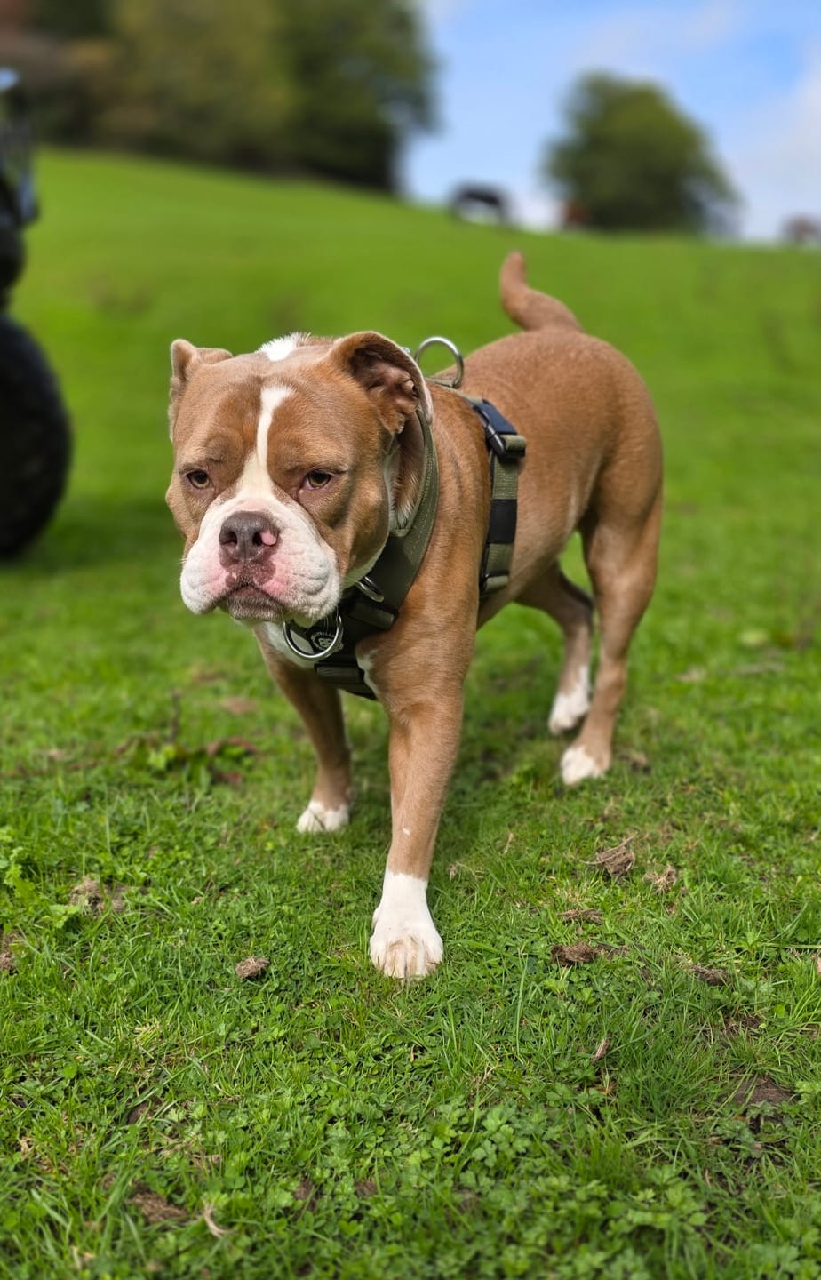 Customer photo review of Training Anti Pull TRI-Harness® | M-XL Breeds - Khaki