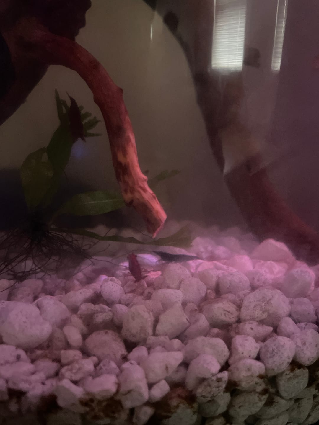 Customer photo review of Orange Rili Shrimp