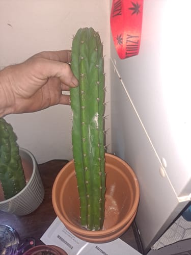 Customer photo review of Imperfect Trichocereus Pachanoi Cuttings | Imperfect San Pedro Cactus Cuttings
