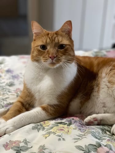 Customer photo review of 3 Month Supply - 2 Cats