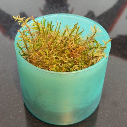 Customer photo of Natural Canadian Forest Moss - Revita-Moss (Pleurozium schreberi) from Eric R.