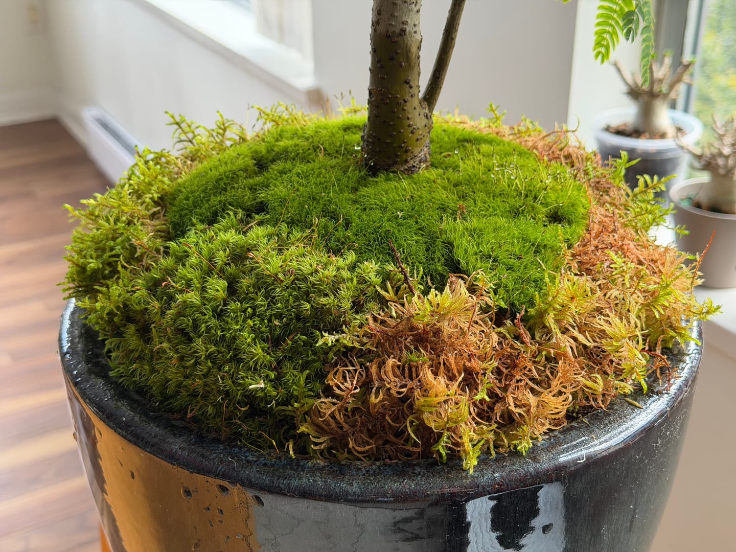 Customer photo review of Mood Moss - Revita-Moss (Dicranum)
