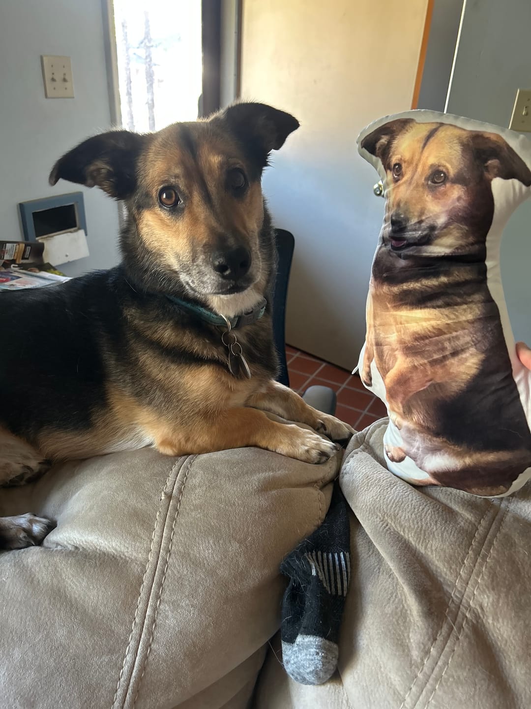 Customer photo review of Pet Pillow Looks Like Your Pet, Customize Dog Shaped Pillow with Pet Photo - ThePetPillow