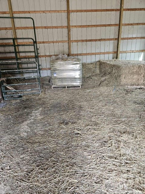 Customer photo review of Western Steamed Alfalfa (Click here for Qty Discount) - 18 Bale Bundle! Includes delivery and ground level stacking with our forklift too!