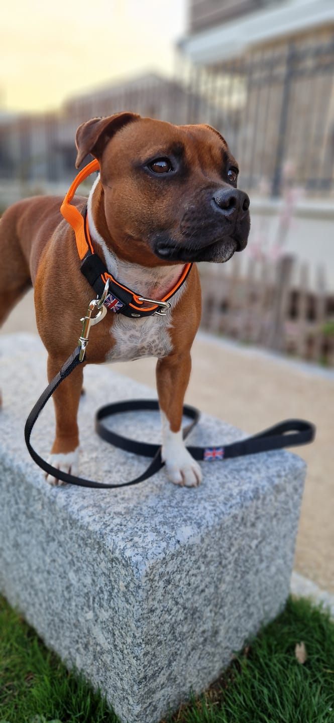 Customer photo review of Staffordshire Bull Terrier 1935® Nylon Leash - Black - Normal