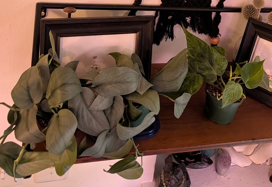 Customer photo review of Philodendron hederaceum variegated