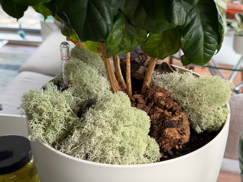 Customer photo of Natural Canadian Reindeer Moss - Revita-Moss from Eric R.