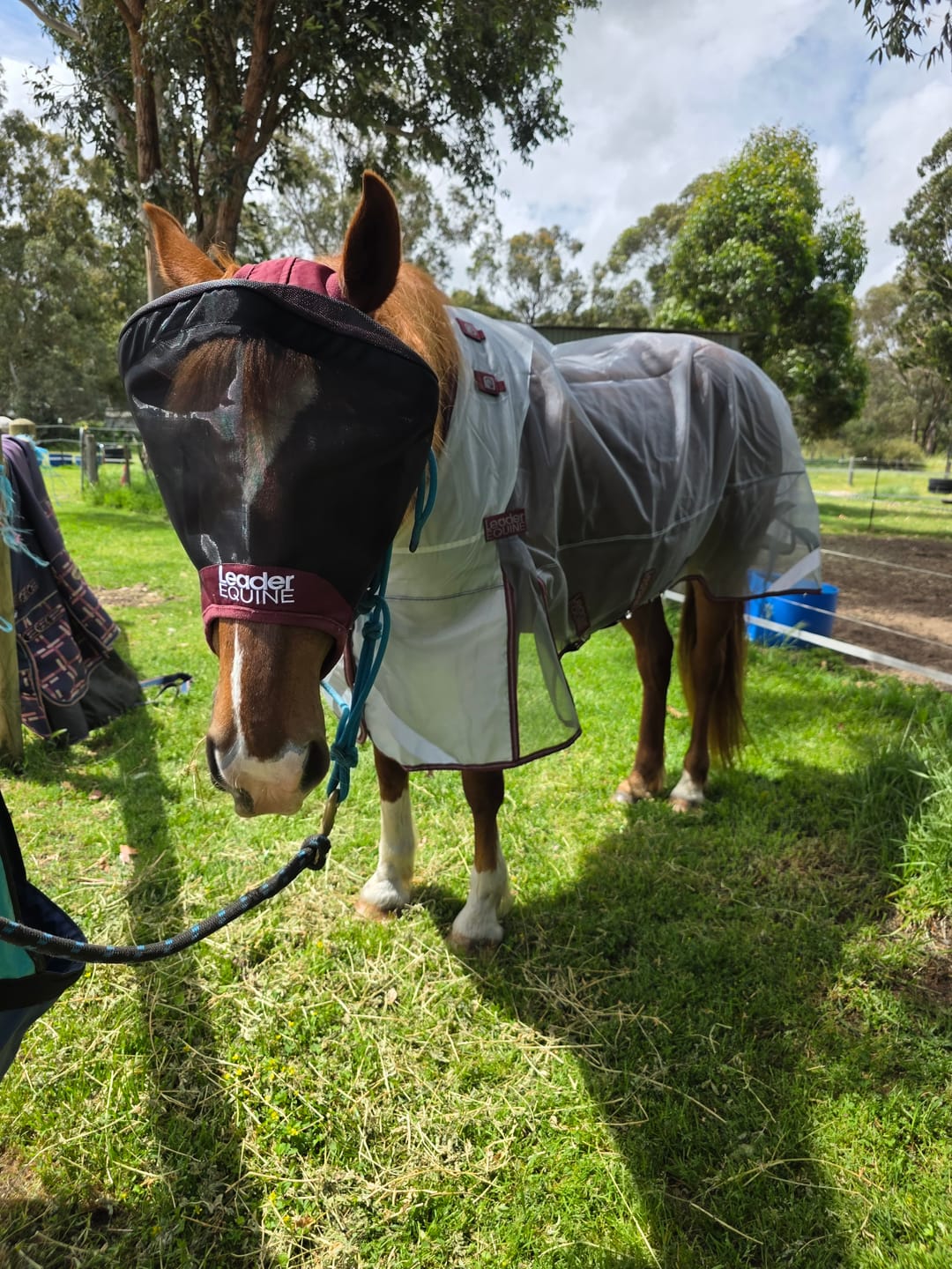Customer photo review of LE Outback Flymask Original