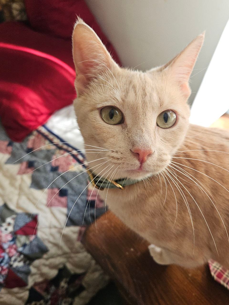 Customer photo review of Katmai Collar