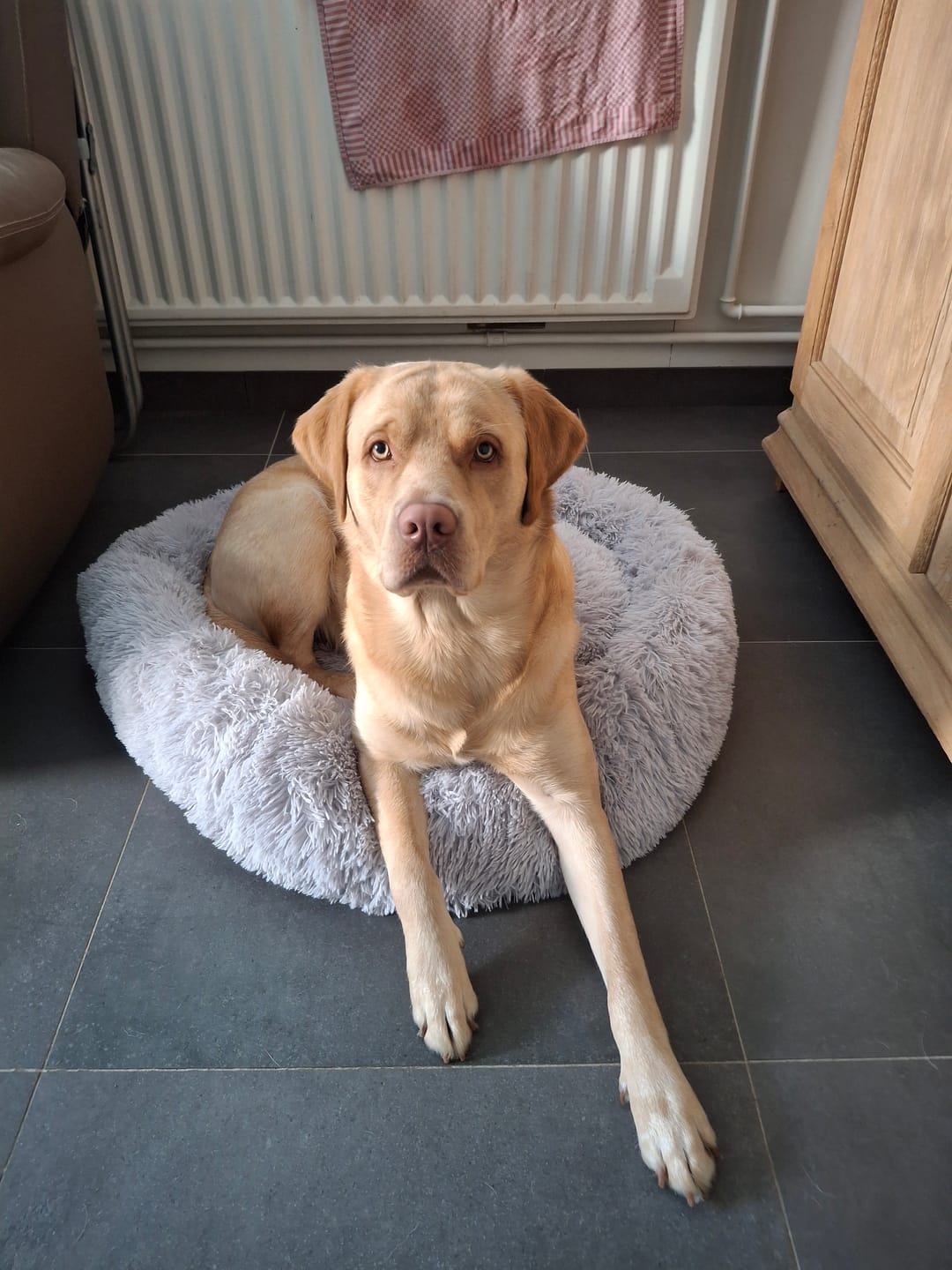 Customer photo review of Pet Perfect Fluffy Donut Hondenmand - Rond - Wasbaar