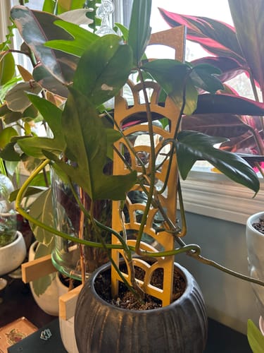 Customer photo of Rainbow Wooden Trellis from Emily G.