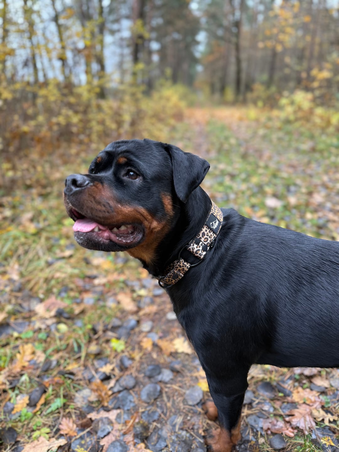 Customer photo review of Szeroka obroża półzaciskowa - Martingale Leopard