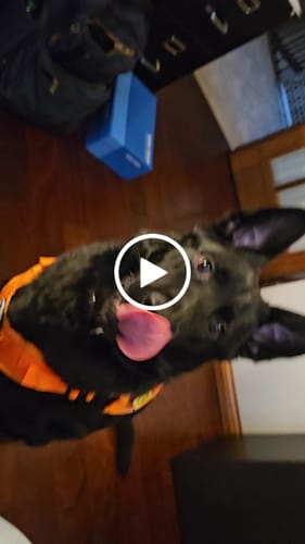 Customer video review of 4MBH Harness Exchanges