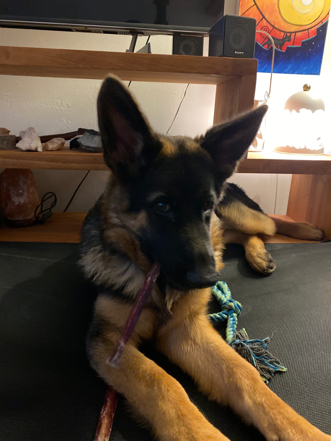 Customer photo review of Australian Beef Bully Sticks 8"