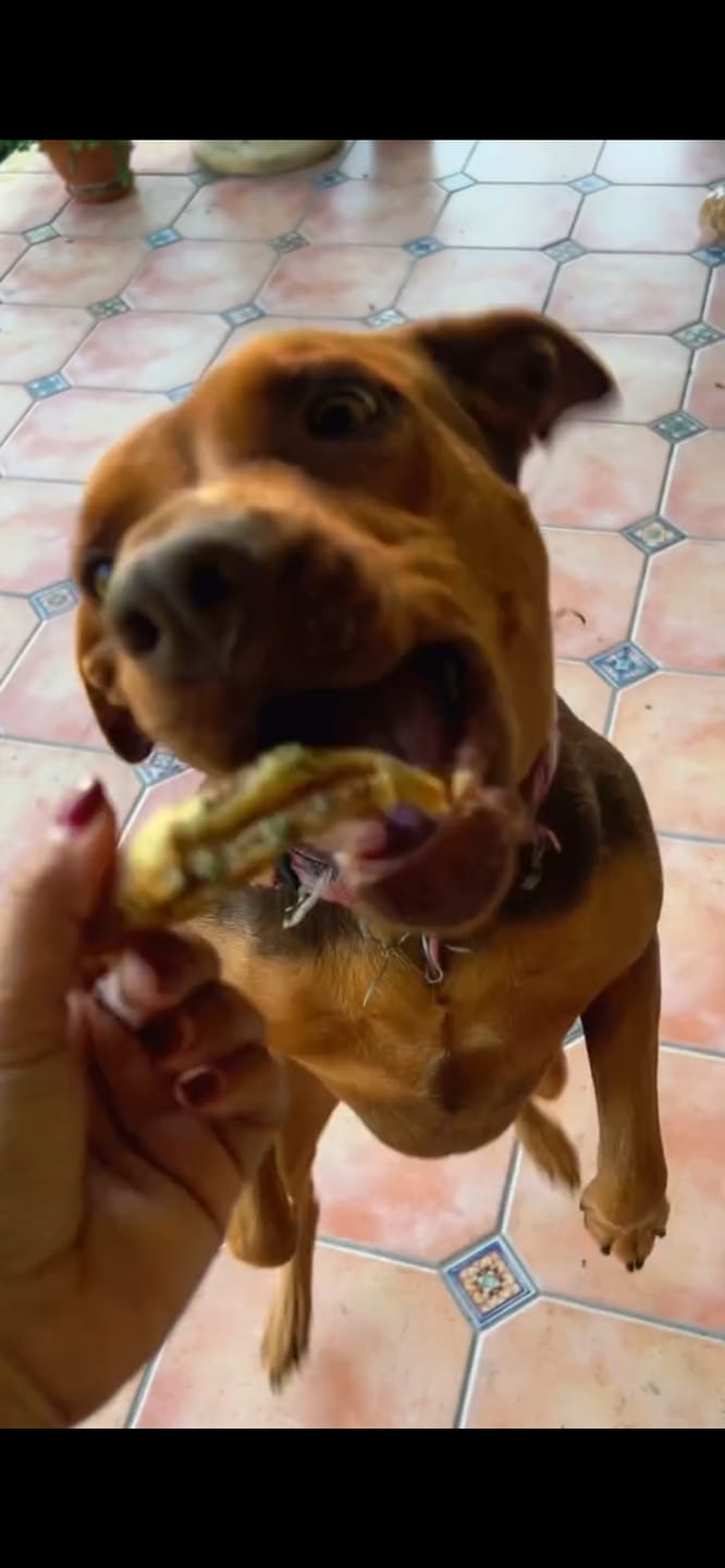 Customer photo review of Chicken Feet for Dogs