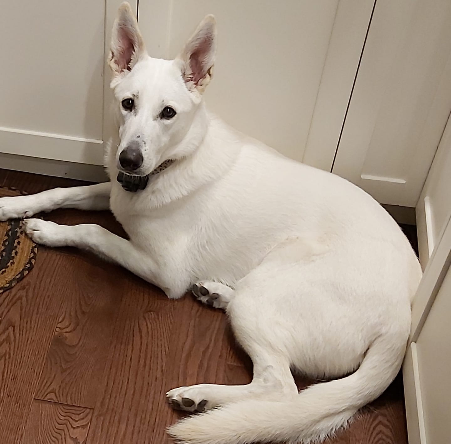 Customer photo review of Himalayan Yak Chew (EXTRA LARGE)