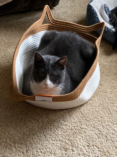 Customer photo review of Instinct Basket | Handwoven & Chemical-Free Cat Territory (Small is out of stock so we're price matching the Large Instinct Basket)