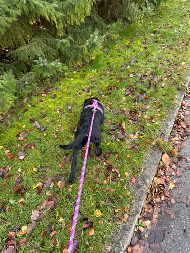 Customer photo review of Dog Copenhagen Walk Air™ hundesele Purple Passion