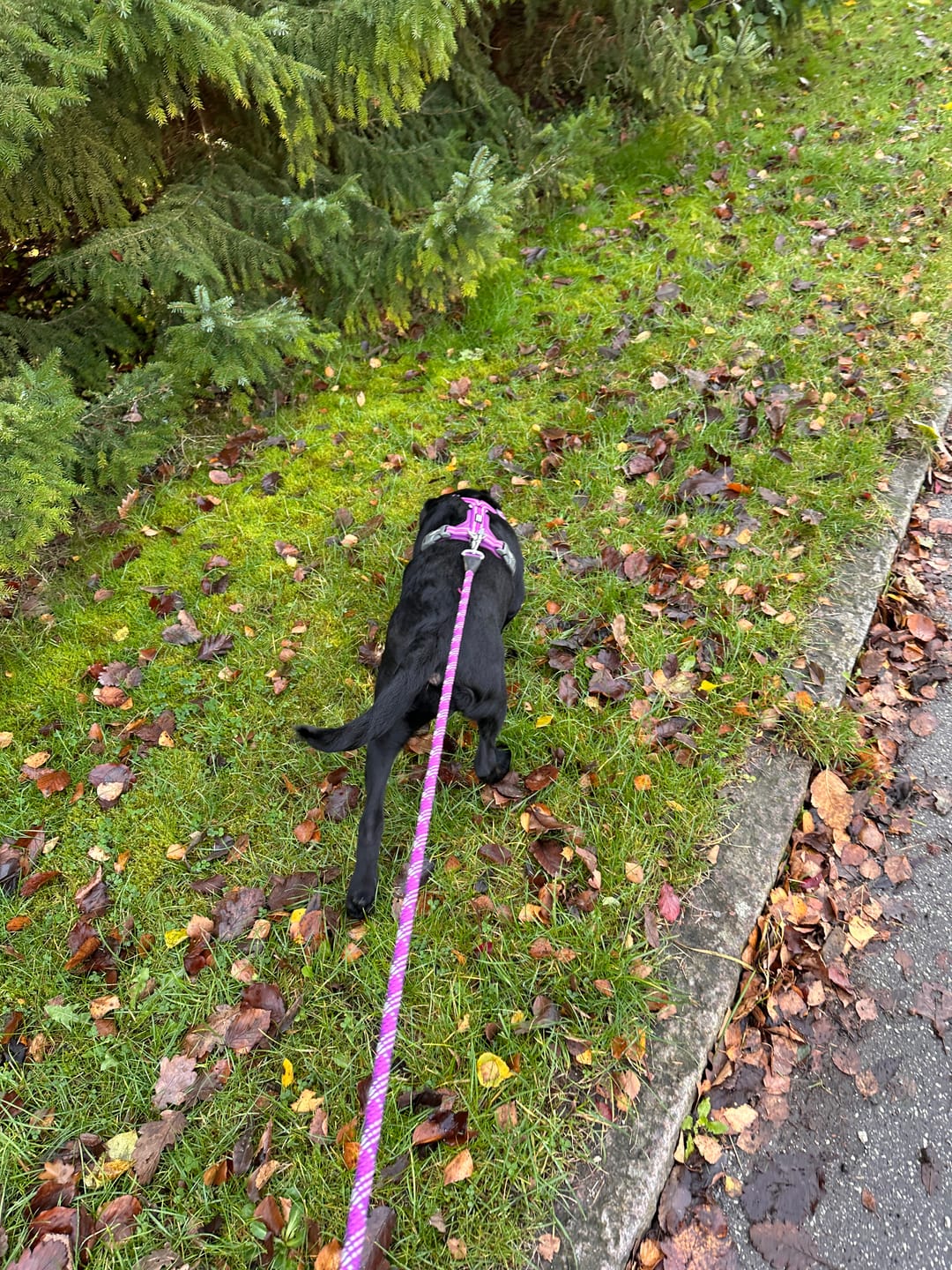 Customer photo review of Dog Copenhagen Walk Air™ hundesele Purple Passion