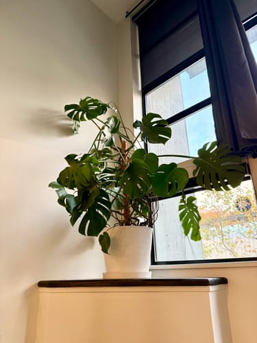 Customer photo review of 15" & 12" Tapered Signature Stone Planter | Earth Tones